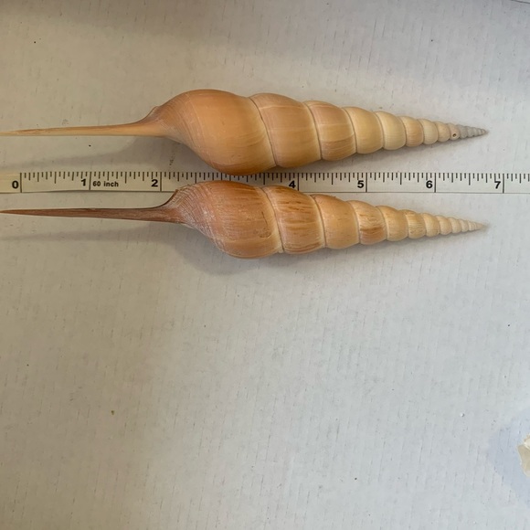 Spindle Tibia Seashell (s) Vintage - Picture 4 of 11